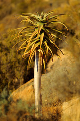 Drzewo kołczanowe ( Aloe dichotoma , Kokerboom ) na północy Republiki Południowej Afryki
