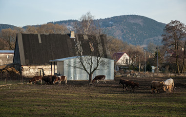 Ekologiczna hodowla krów © Grzegorz Polak