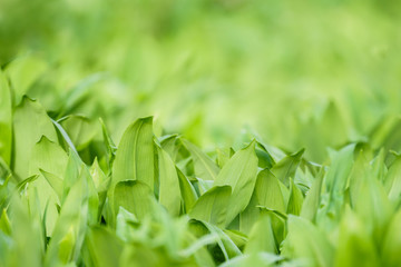 Close up of spring green leaves