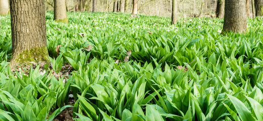 Close up of spring green leaves