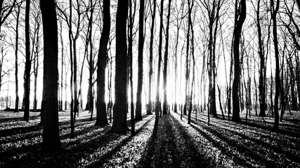 Foto op Plexiglas shadows of trees in spring forest © altocumulus