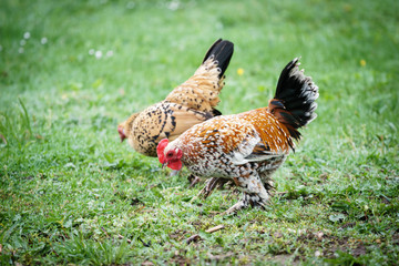 rooster with chicken