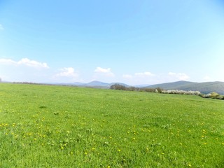 Fototapeta premium Meadow and forest