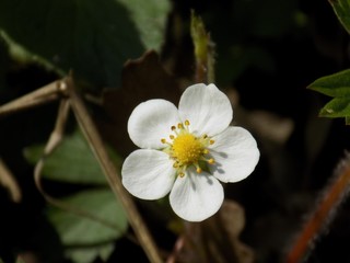Strawberry flower