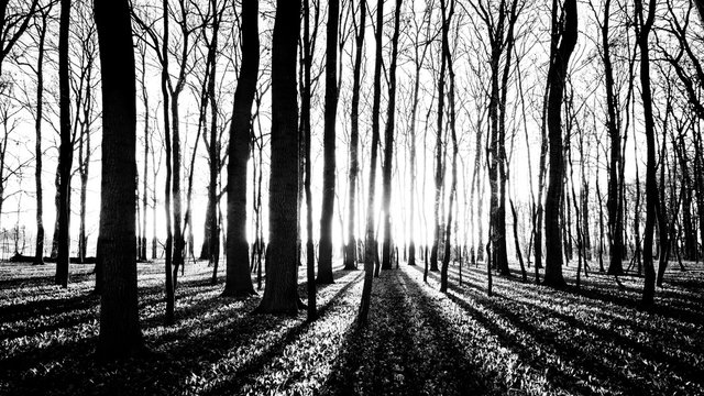 Fototapeta shadows of trees in spring forest