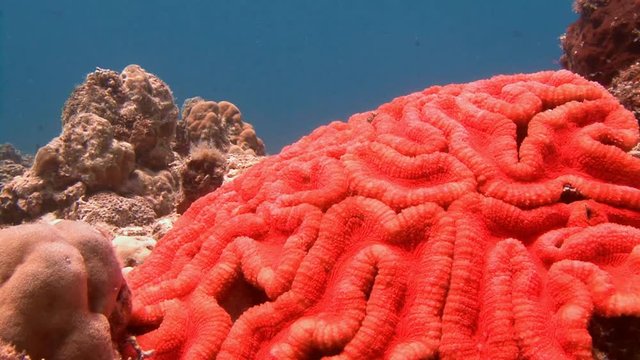Дайвинг в Филиппинском море близ острова Малапаскуа. Живописный красочный коралловый риф.