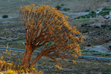 Drzewo kołczanowe ( Aloe dichotoma , Kokerboom ) na północy Republiki Południowej Afryki
