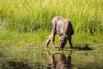 Cow Moose female feeding in water canada yukon