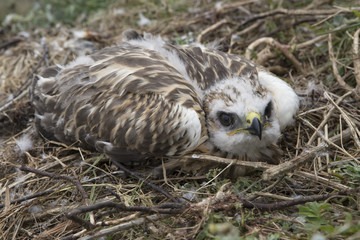 Rough-legged Buzzard, buzzard chick in the nest. Laptev sea. Yakutia. Russia.
