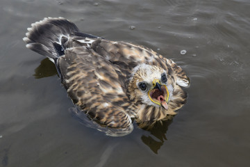 Chick-Buzzard Rough-legged Buzzard fallen into the water. Laptev sea. Yakutia. Russia.