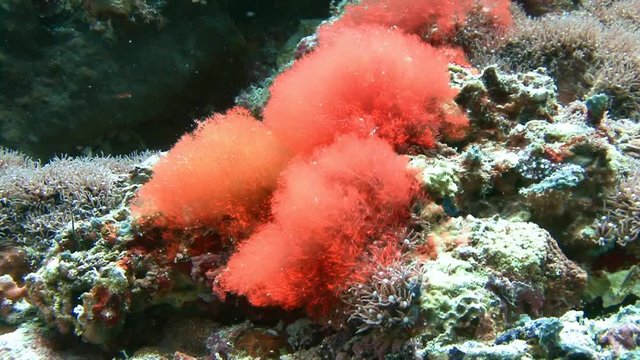 Colorful coral reef in the Philippine Sea