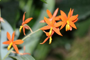 Orchideenblüte