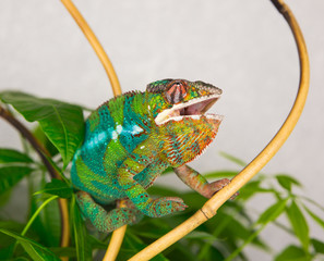 Panther Chameleon sitting on a branch with his mouth open