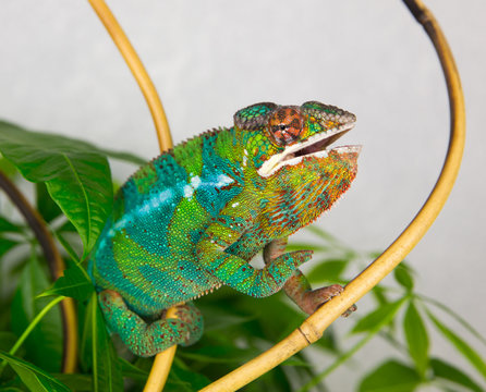 Panther Chameleon sitting on a branch with his mouth open