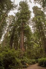 Hiking trails through giant redwoods costal national park califo