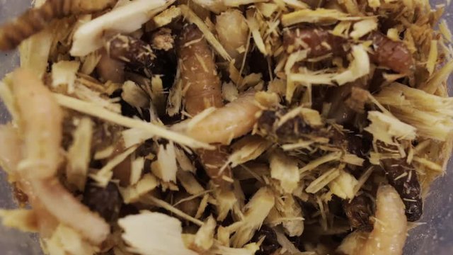 maggots in macro