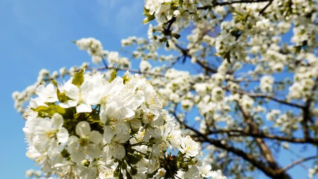 Stedycam shot of beautiful blossoming apple-tree garden