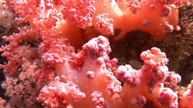 Macro view of colorful pink corals in Philippine Sea