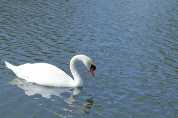 swan