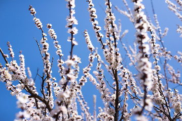 Apricot blossoms against the blue sky, spring has come