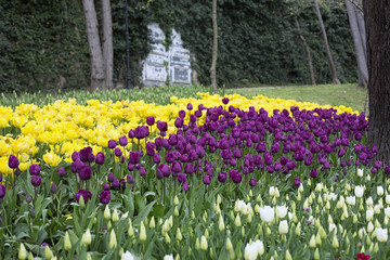 Tulips in the park in springtime