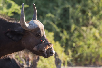 Buffalo and oxpecker