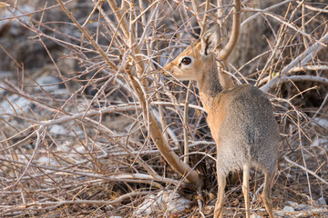 Damara Dik-dik Portrait