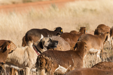 Livestock guarding dog