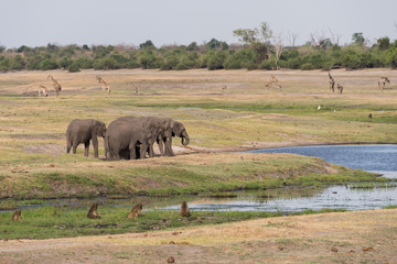 Botswana plains game