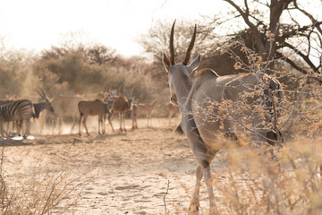 Eland walking to waterhole