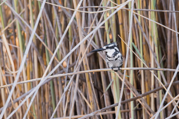 Pied kingfisher in reeds