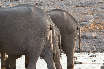 Elephant butts