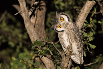 Southern white faced scops owl