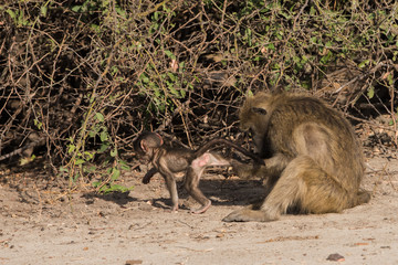 Baboon family time