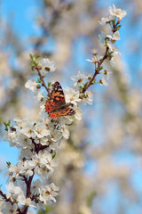 Butterfly on a branch of sakura tree