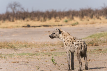 Young spotted hyena profile