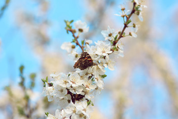 Butterfly on a branch of sakura tree