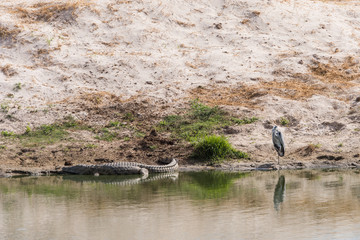Grey Heron and Crocodile