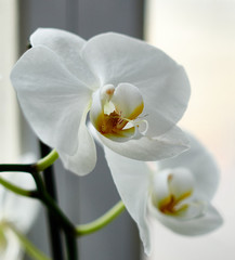 Naklejka na ściany i meble Белая орхидея
