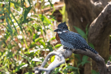 Giant Kingfisher next to river
