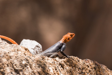 African Readhead Agama on rock