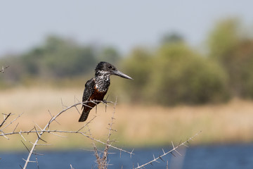 Giant Kingfisher on thorny branch