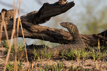 Nile monitor lizard posing