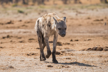 Young spotted hyena portrait