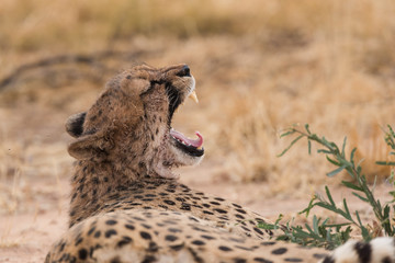 Cheetah yawn after eating
