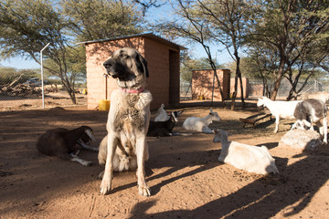 Guarding Dog in Corral with Goats