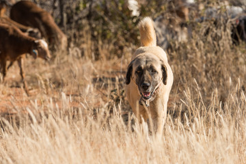 Livestock guarding dog closeup