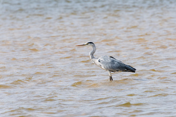Gray Heron in river