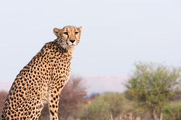 Cheetah sitting on high ground