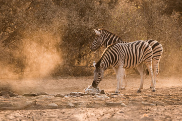 Zebra waterhole sunrise